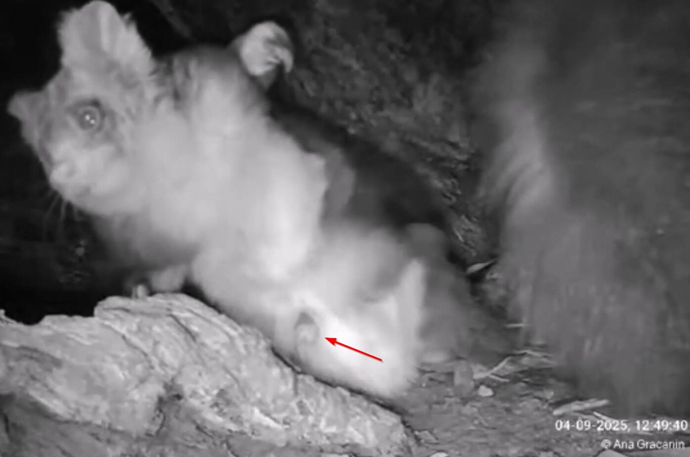 img-greater-glider-livestream02