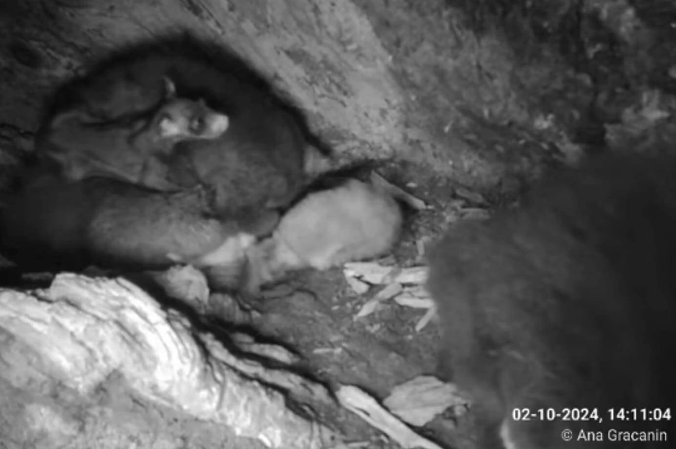 img-greater-glider-livestream2