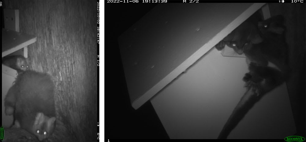 Sensor camera images of greater gliders in the nest box