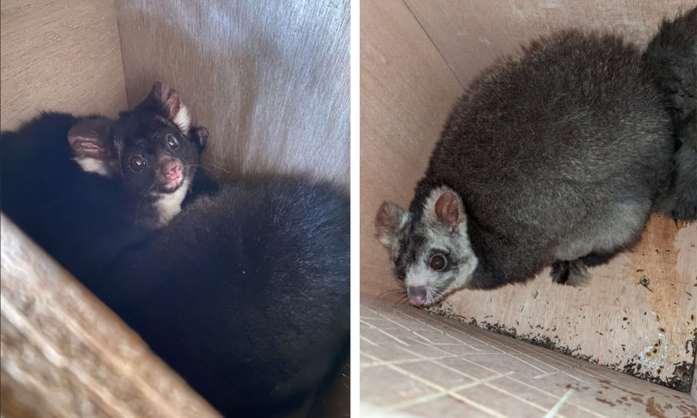 Greater gliders occupy specially designed nest boxes in Tallaganda National Park in New South Wales