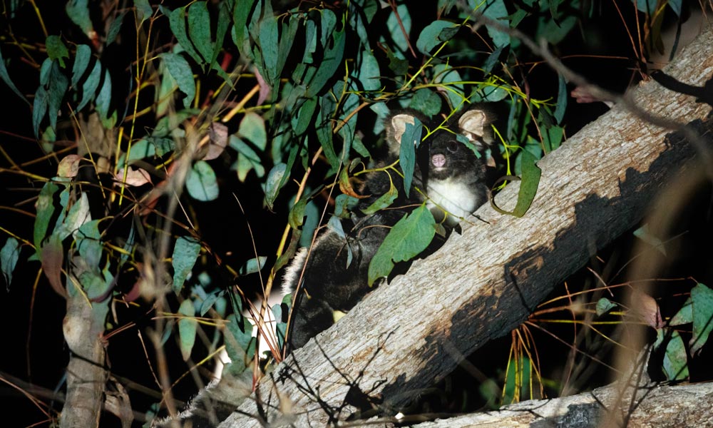 Greater glider in tree in the moonlight