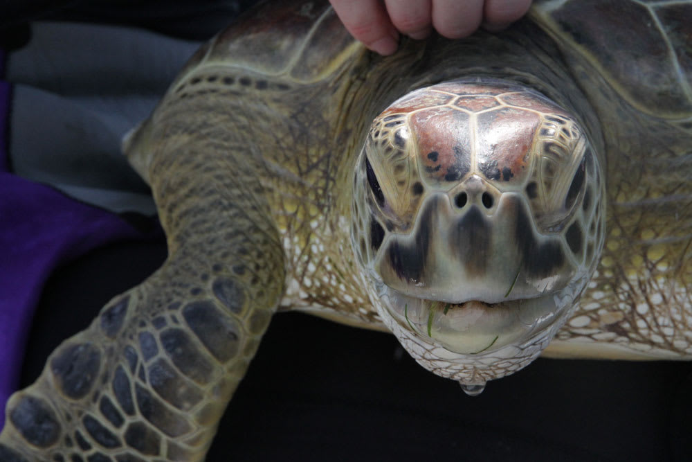Green sea turtle in Bowen, Queensland