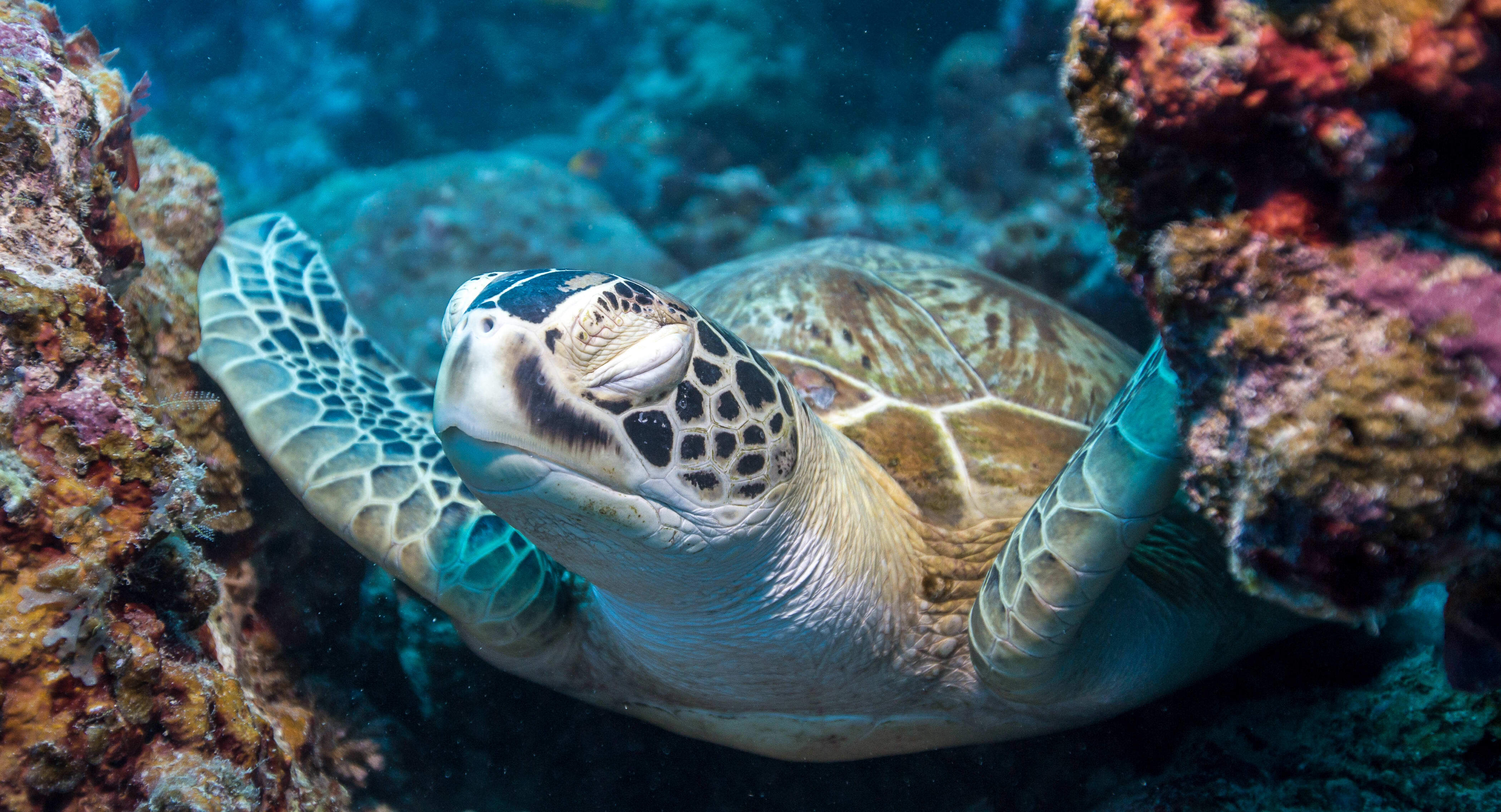 A green turtle (Chelonia mydas) having a rest on the coral sea floor. Lighthouse Bommie, Great Barrier Reef