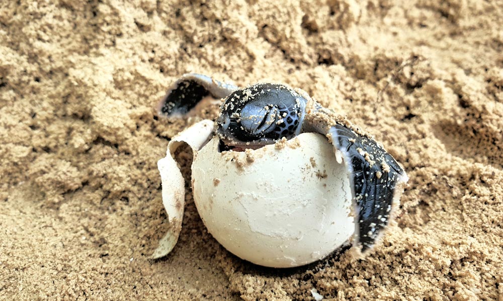 Green turtle hatchling emerging from egg