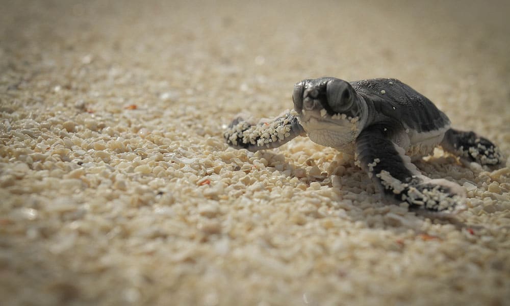 Green Turtle Hatchling