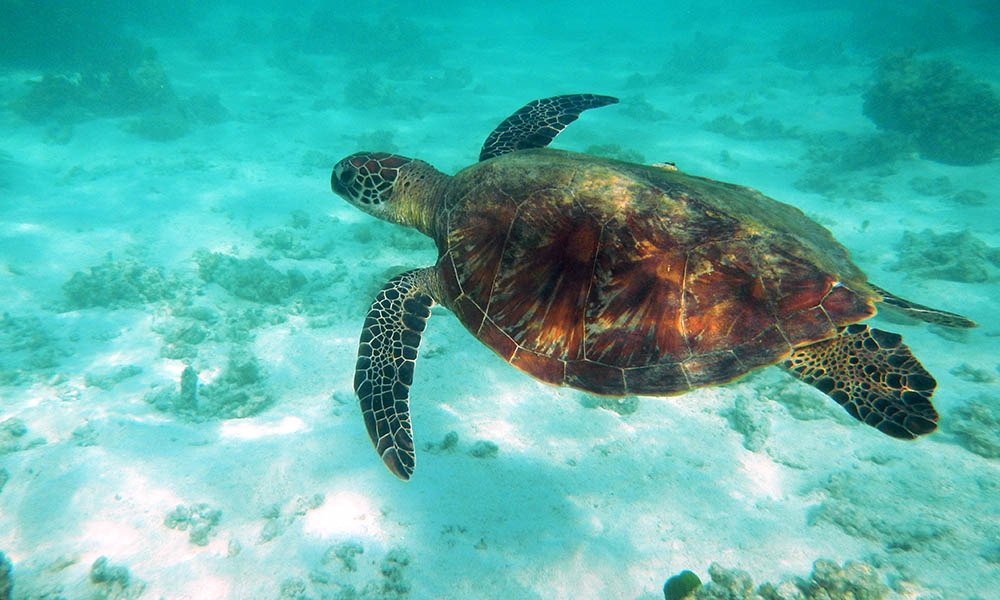 Green turtle on Heron Island