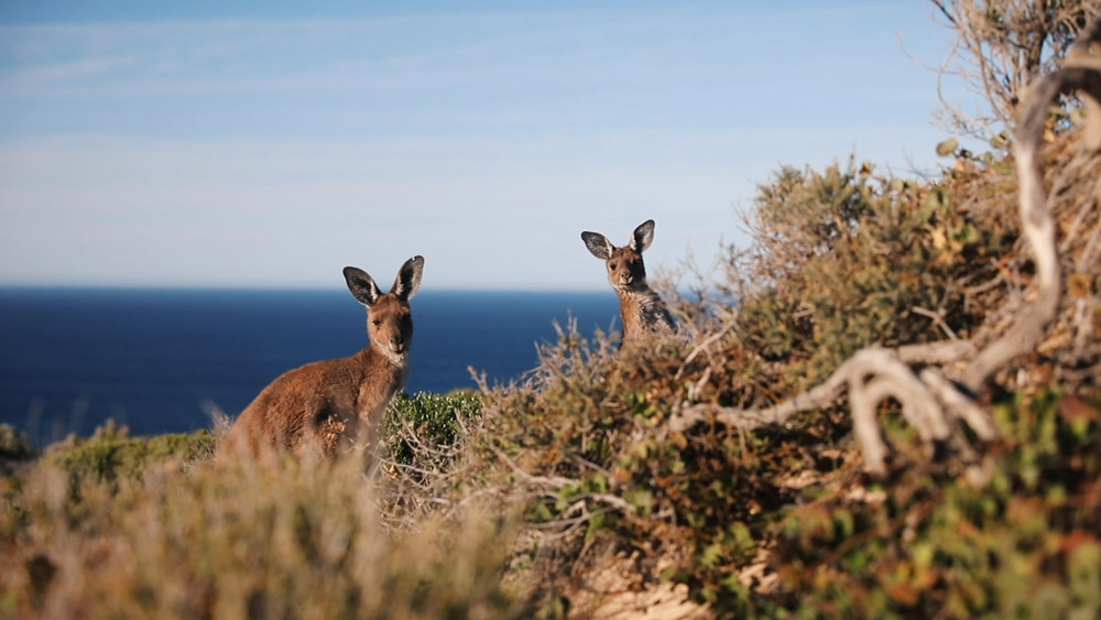 Grey kangaroos peeking out from a bush in Yorke Peninsula