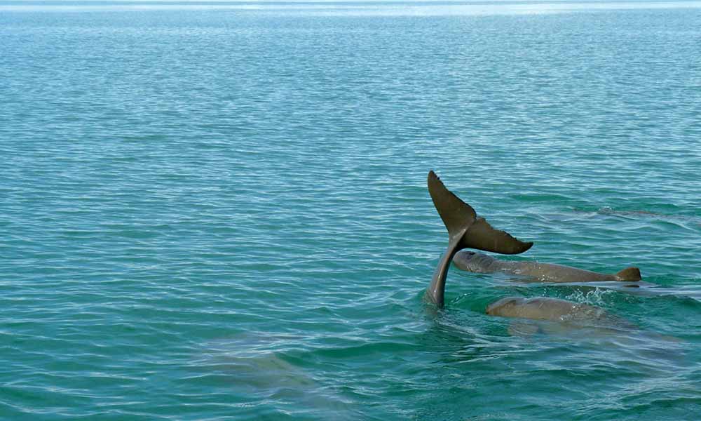A group of snubfin dolphins playing at Roebuck Bay= Western Australia