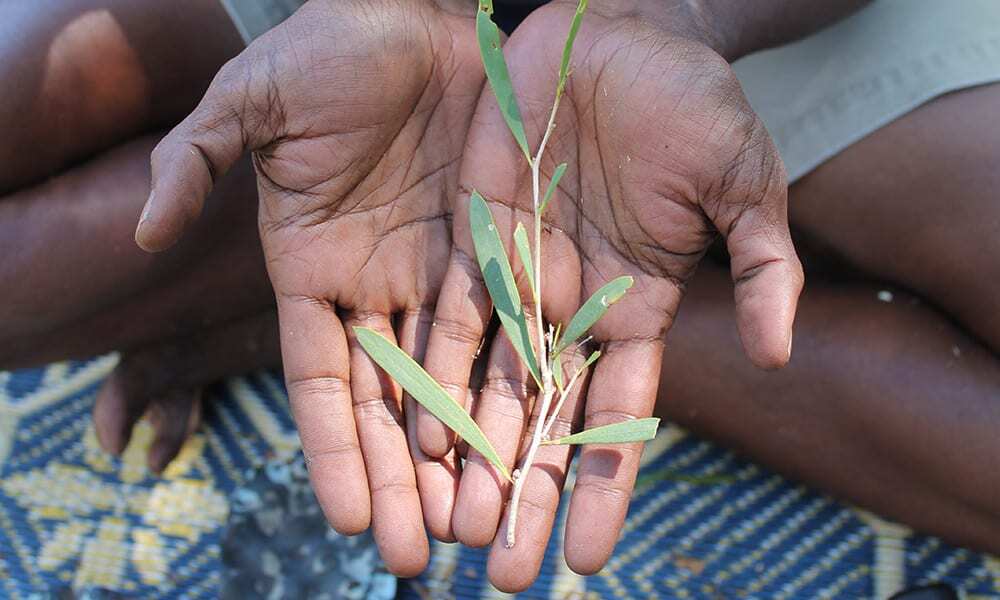 Close up native plants at a bush products workshop on the Dampier Peninsula