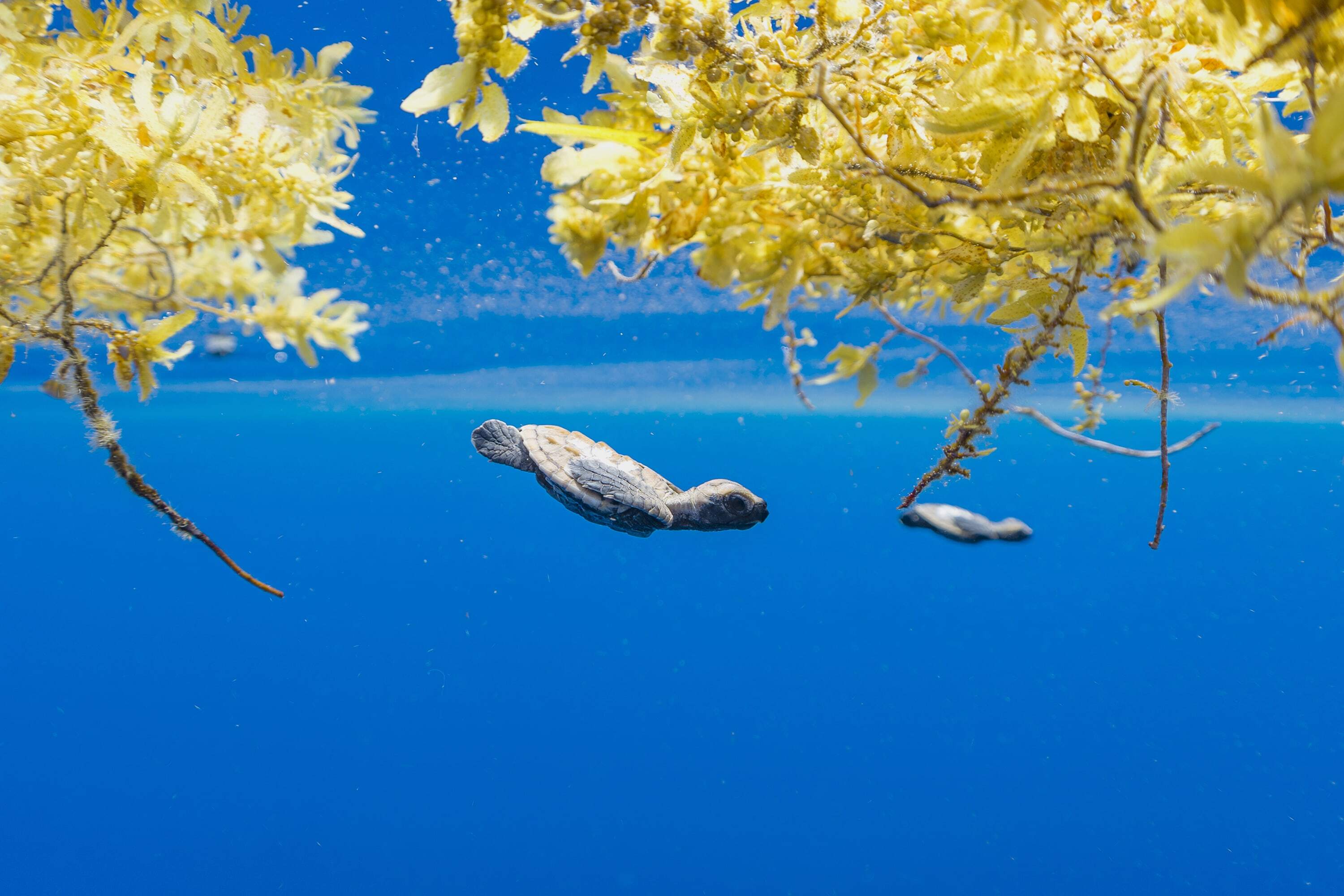 img-hawksbill-hatchlings-conflict-islands