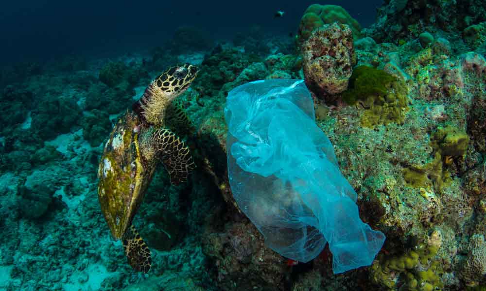 A Hawksbill turtle and a plastic bag in Similan Islands, Thailand