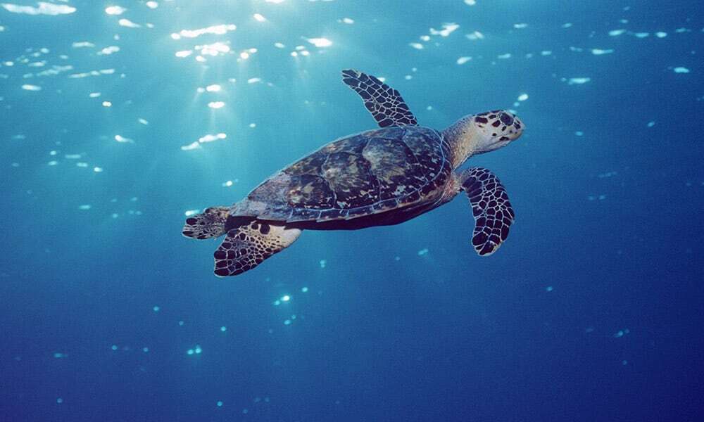 Hawksbill turtle (Eretmochelys imbricata) Grand Cayman, Caribbean, Atlantic Ocean