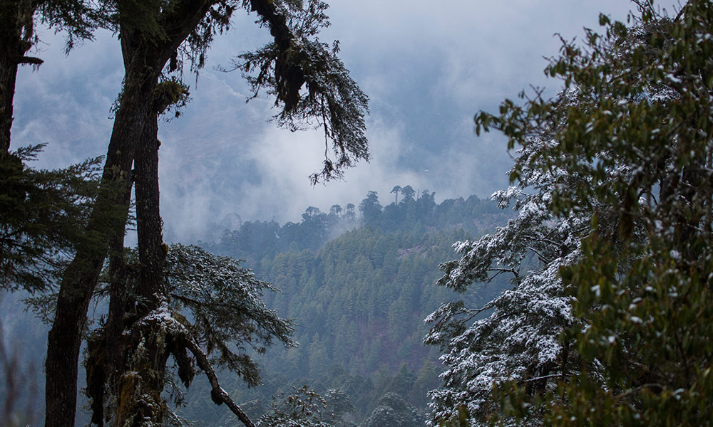 Portrait of Himalayan forest in wildlife Corridor Eight= Bhutan