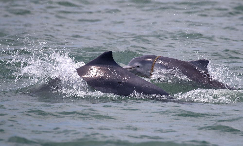 Humpback dolphin calf tangled in marine debris