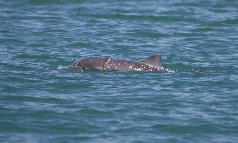 Humpback dolphin calf tangled in marine debris