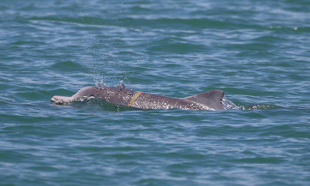 Humpback dolphin calf tangled in marine debris