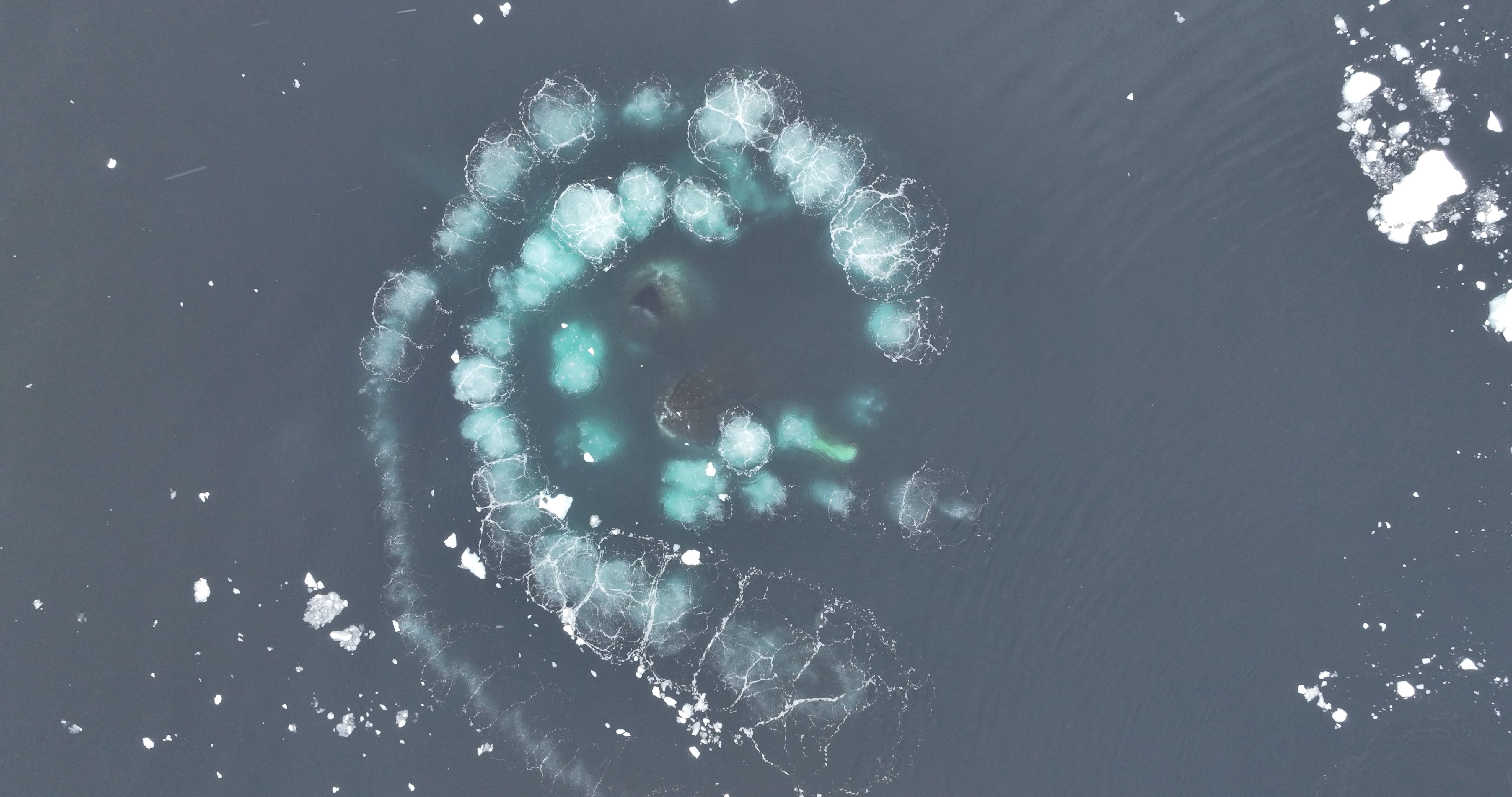 As seen from above, two whales are diving upwards towards the surface of the water inside a spiral of light blue bubbles they make by blowing air out underwater.