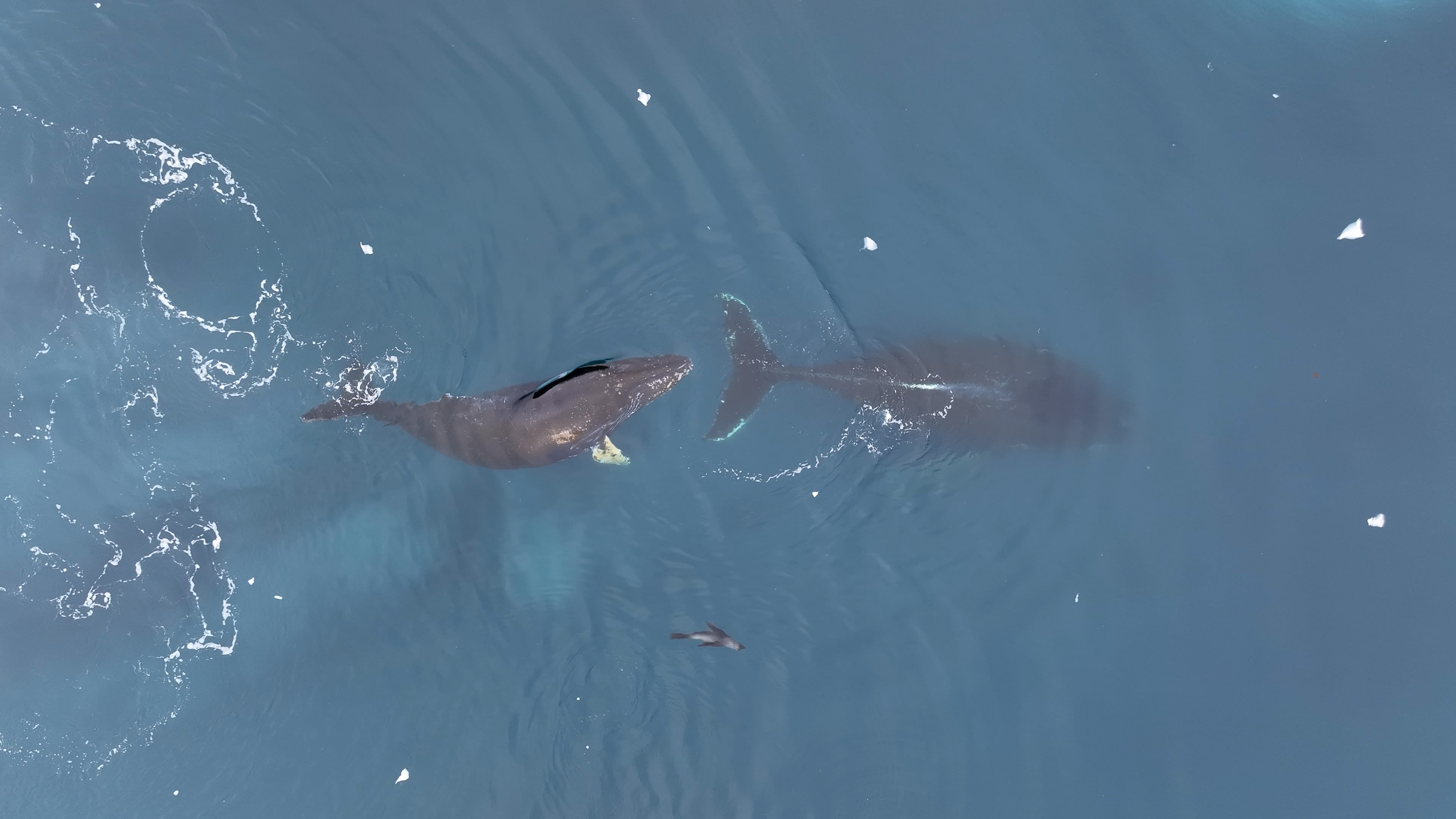 Seen from above, a dark grey humpback whale calf swims along after its mother with a seal swimming next to it. There are chunks of ice floating in the water.