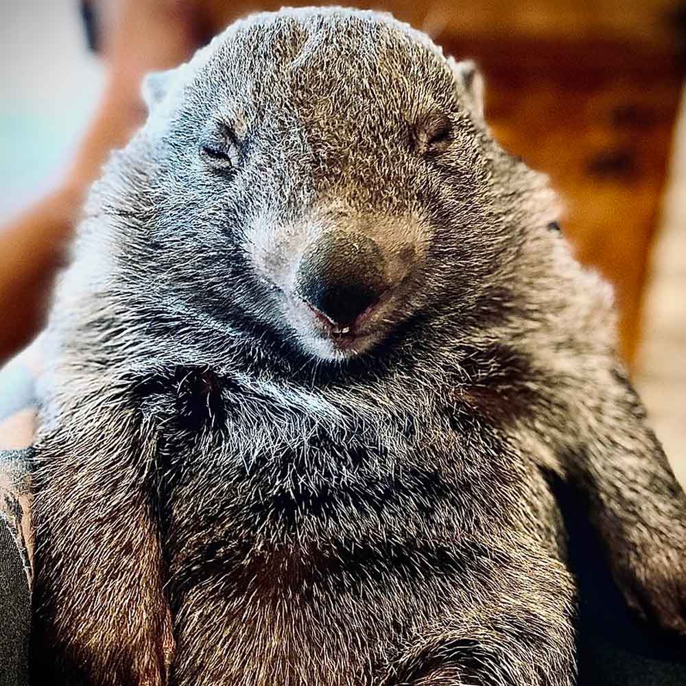 Iggy Bear the bare-nosed wombat in care with ROWA