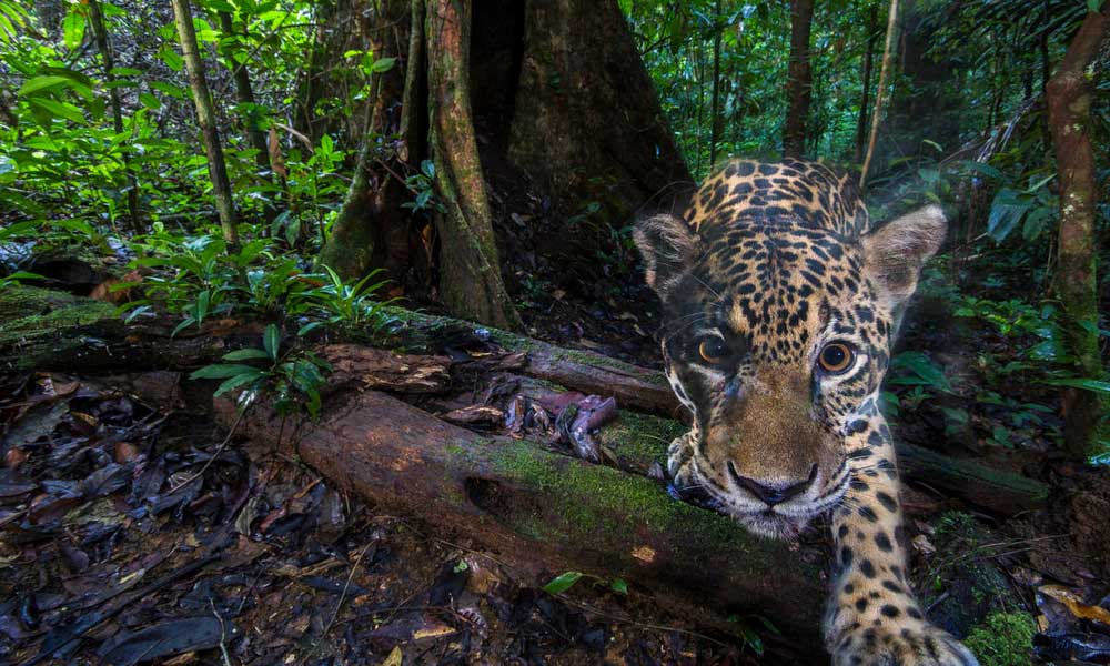 A jaguar (Panthera onca)= photographed deep inside the Nouragues Natural Reserve= French Guiana
