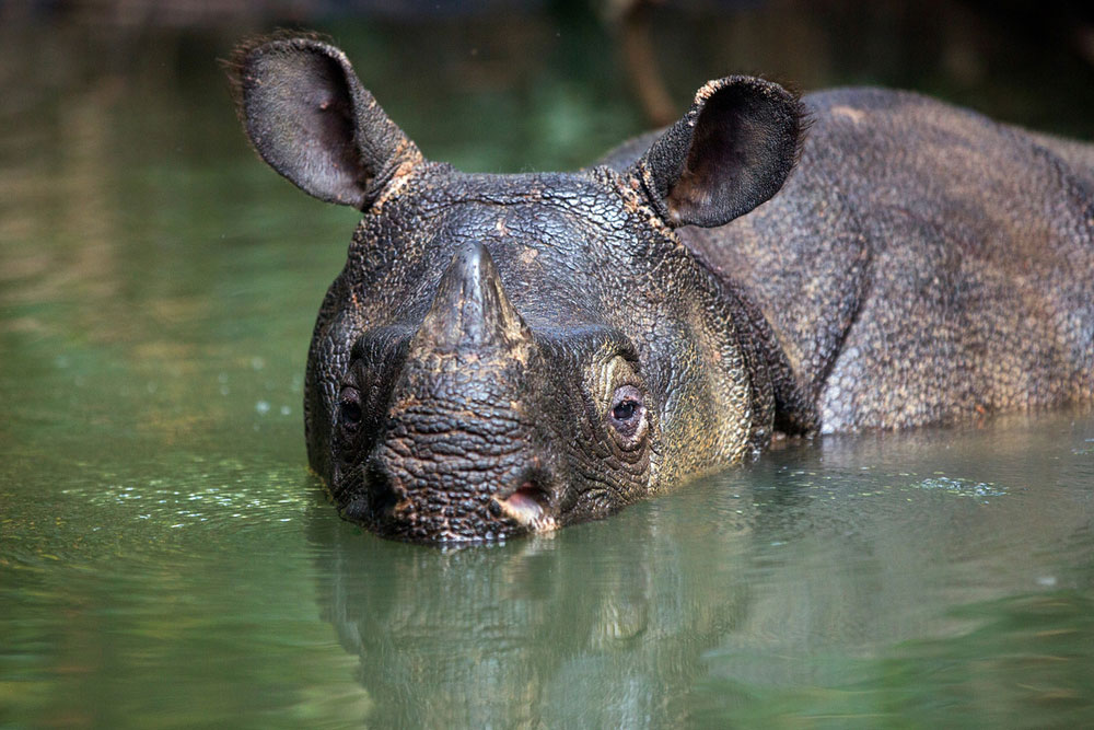 Javan rhino in Ujung Kulon National Park indonesia
