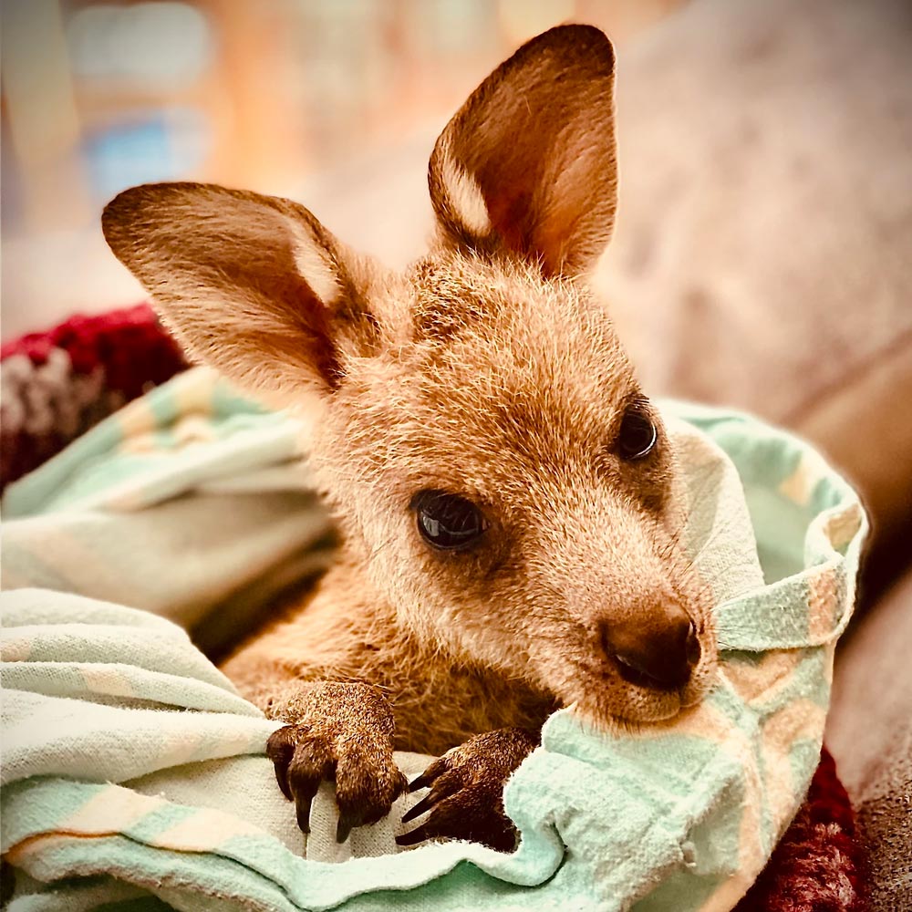 June the eastern grey kangaroo joey in care with ROWA