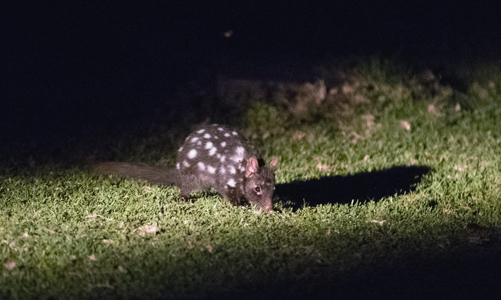 A juvenile eastern quoll roams independently at Booderee National Park