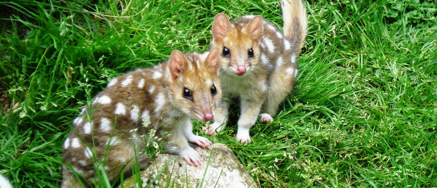 Juvenile eastern quolls (Dasyurus viverrinus) at Devils@Cradle, Tasmania