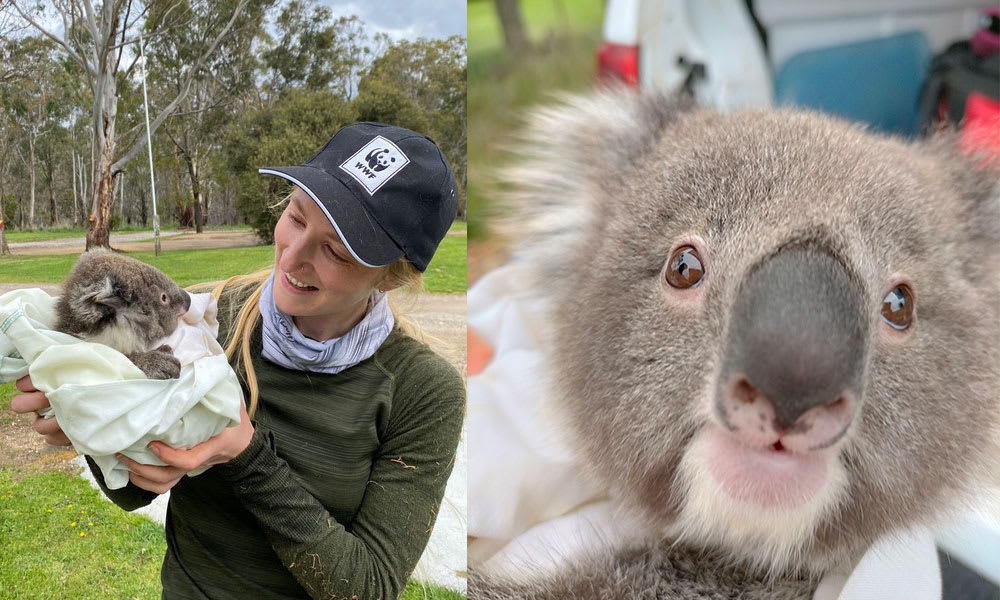 Dr Kita Ashman meets koala joeys while collecting DNA for the Koala Genome Project