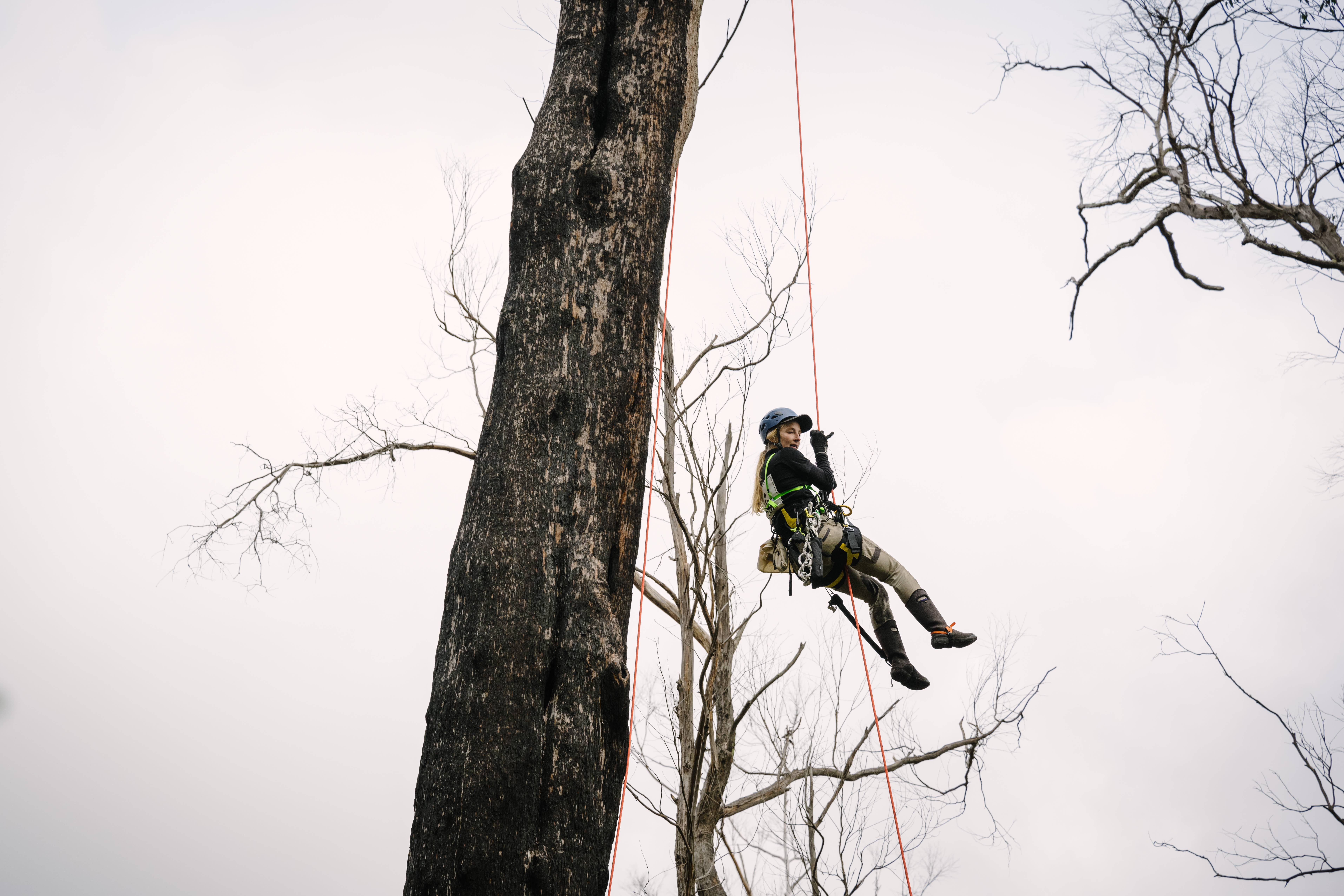 Dr Kita Ashman, WWF-Australia's Threatened Species & Climate Adaptation Ecologist, climbing trees in search of greater gliders to collar