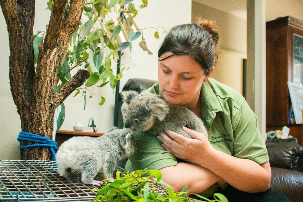 Claire Phillips with two orphaned koala joeys