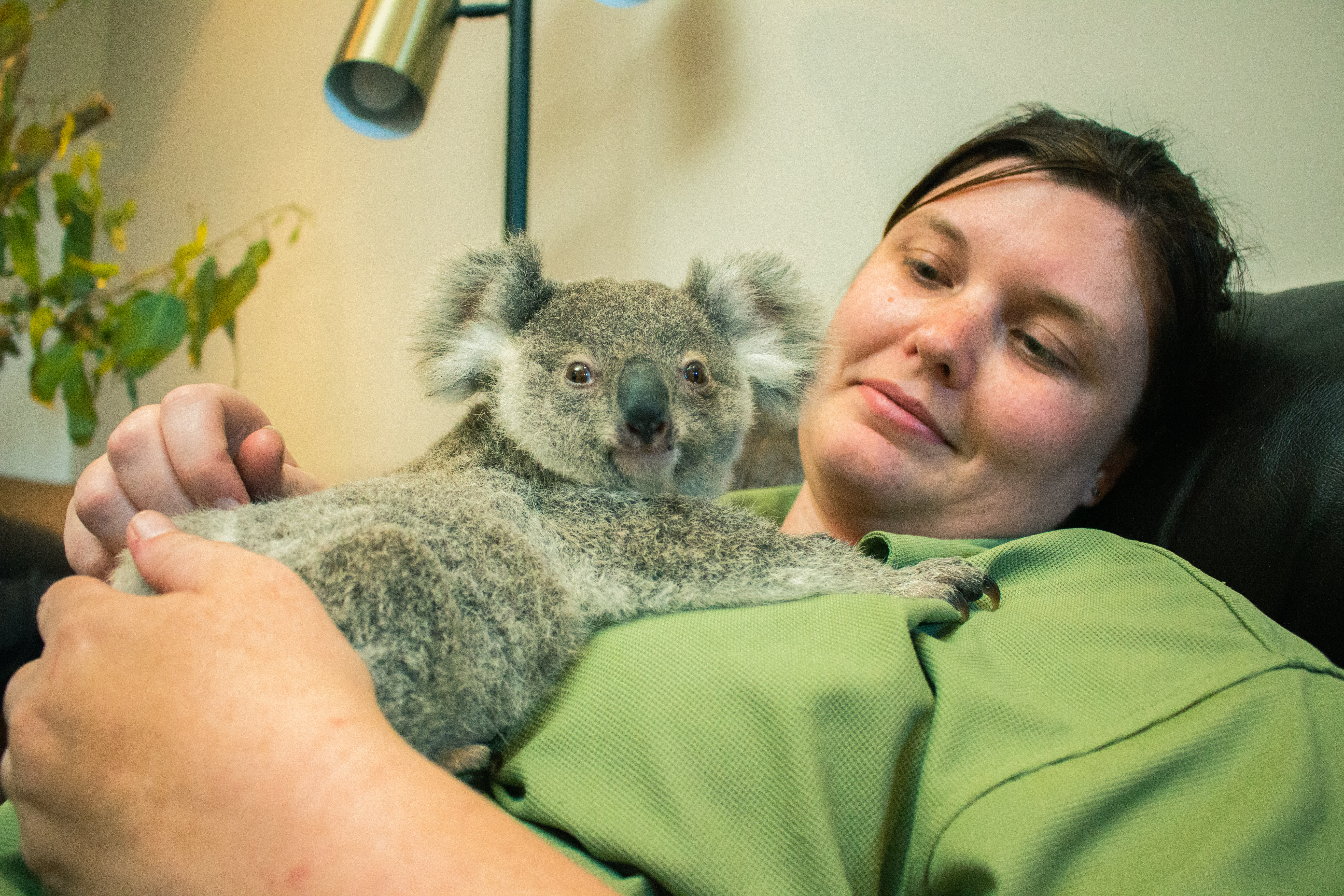 Claire Phillips - carer with the Ipswich Koala Protection Society and koala joey