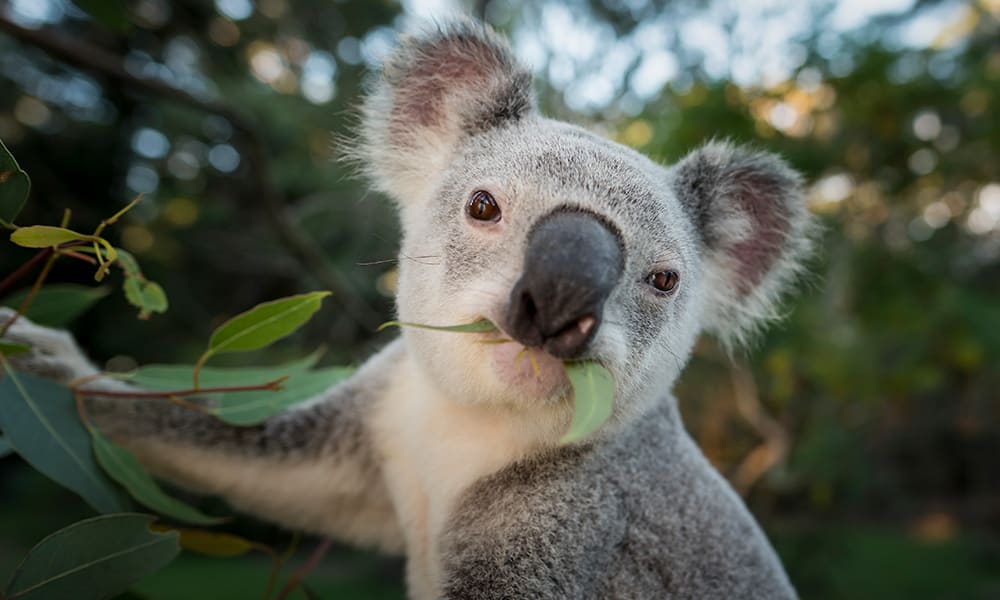 Koala (Phascolarctos cinereus) eating leaves= southeast Queensland