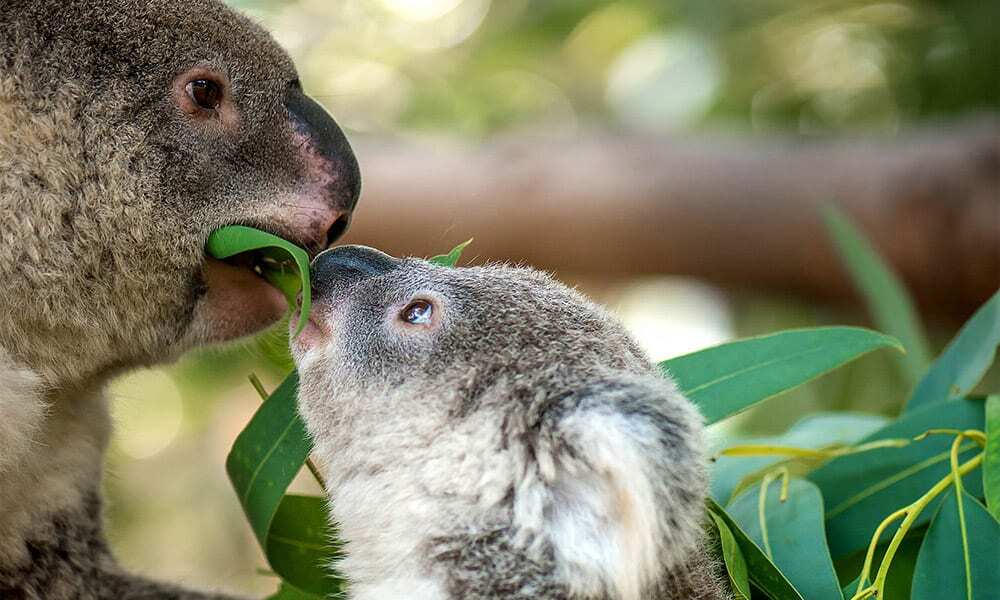 Koala joey (Phascolarctos cinereus) and mom eating Eucalyptus leaf
