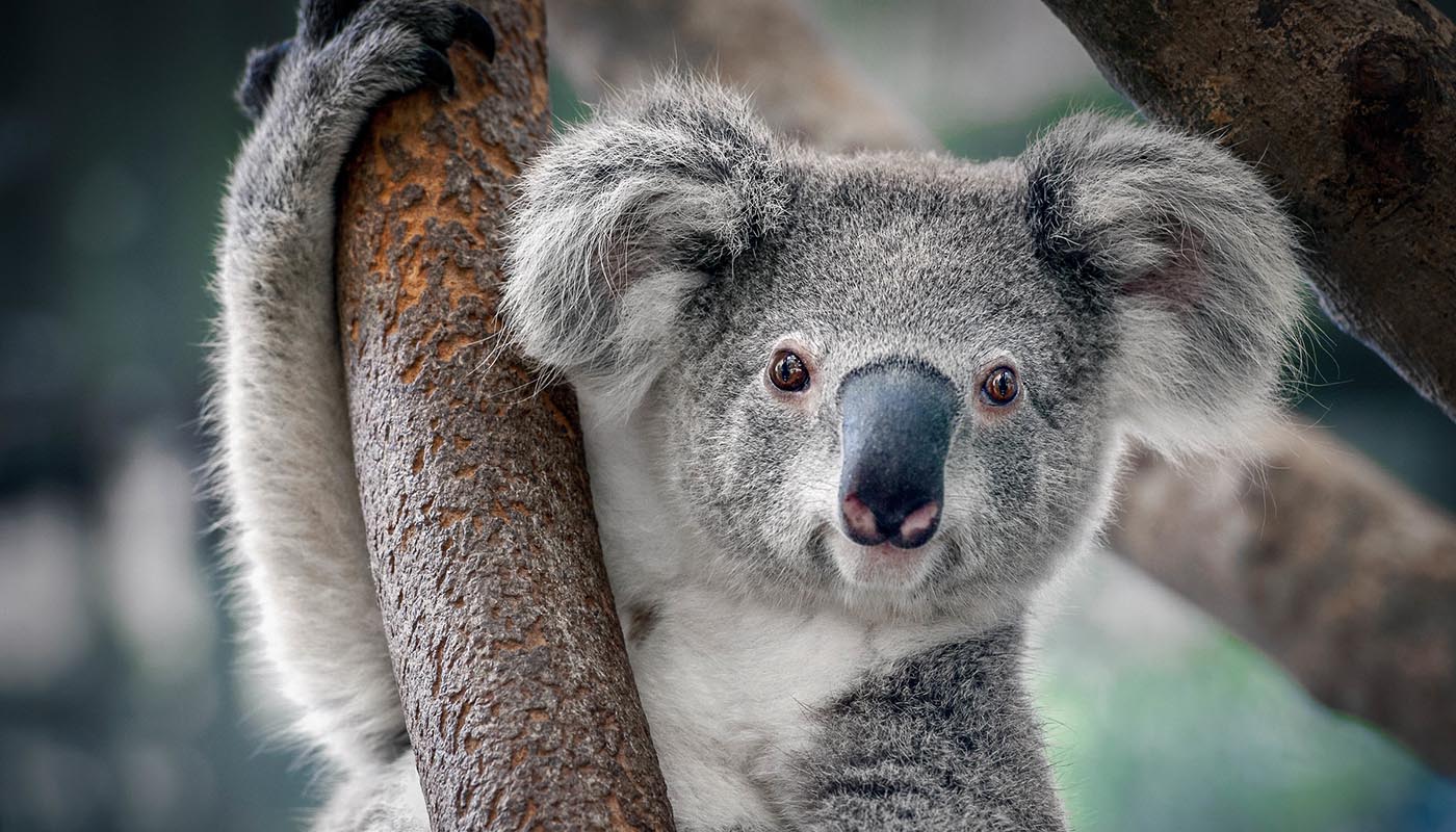 img-koala-in-tree-homebanner-1