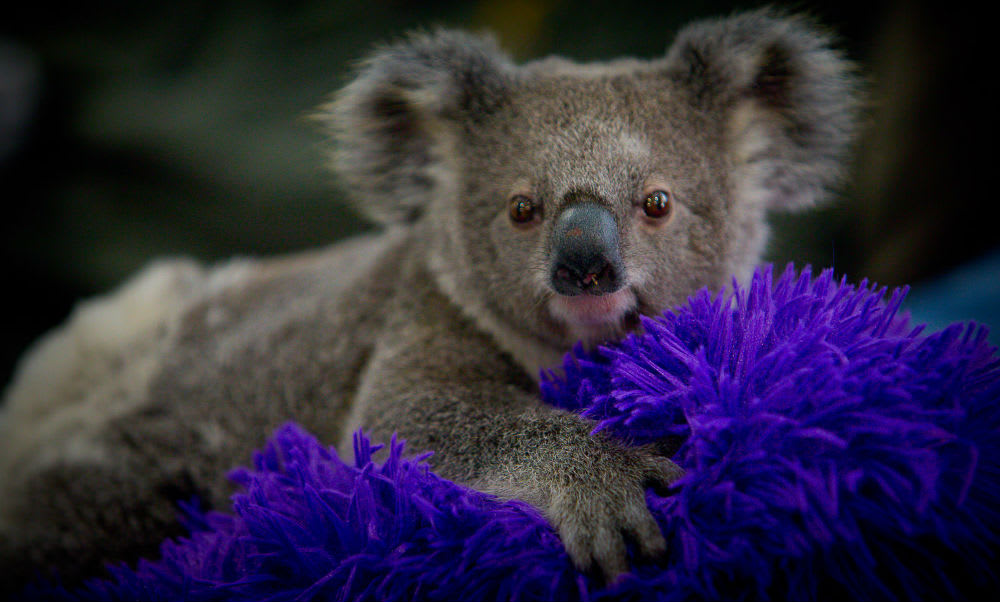 Orphaned koala joey on a purple cushion in southeast Queensland, 2017