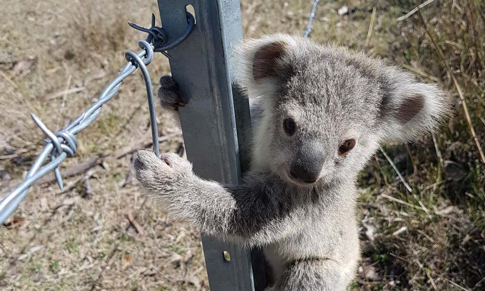 Koala joey found clinging to a steel fence at a family farm in Brisbane Valley= Queensland