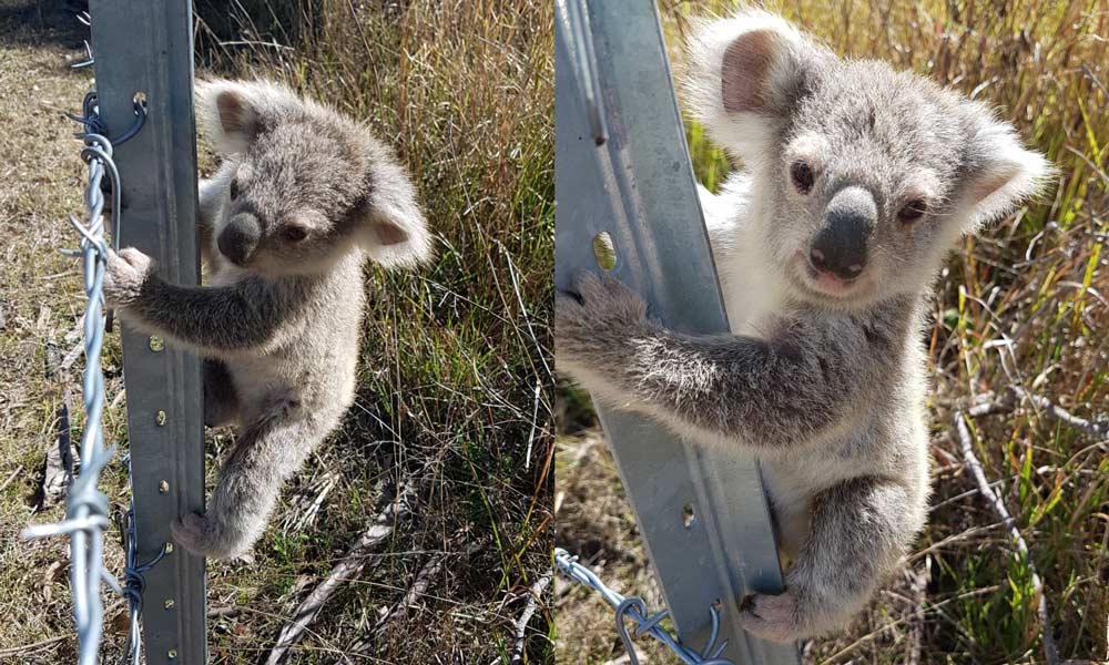 Koala joey found clinging to a steel fence at a family farm in Brisbane Valley= Queensland