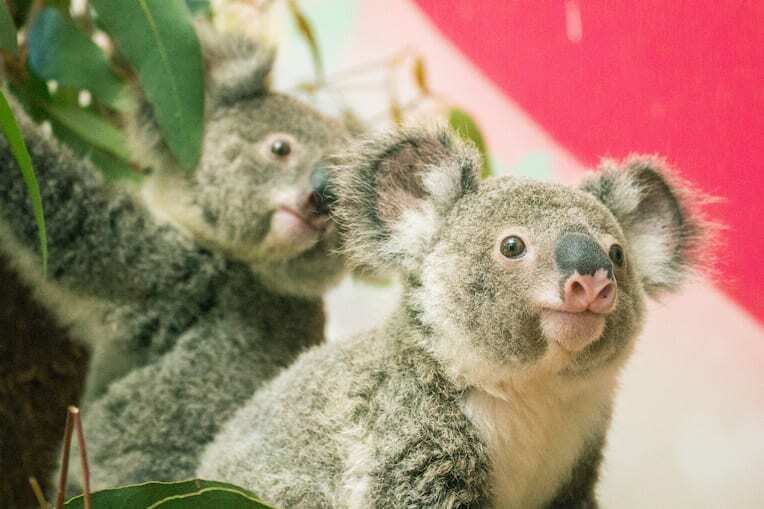 Koala joeys in care at Ipswich Koala Protect Society