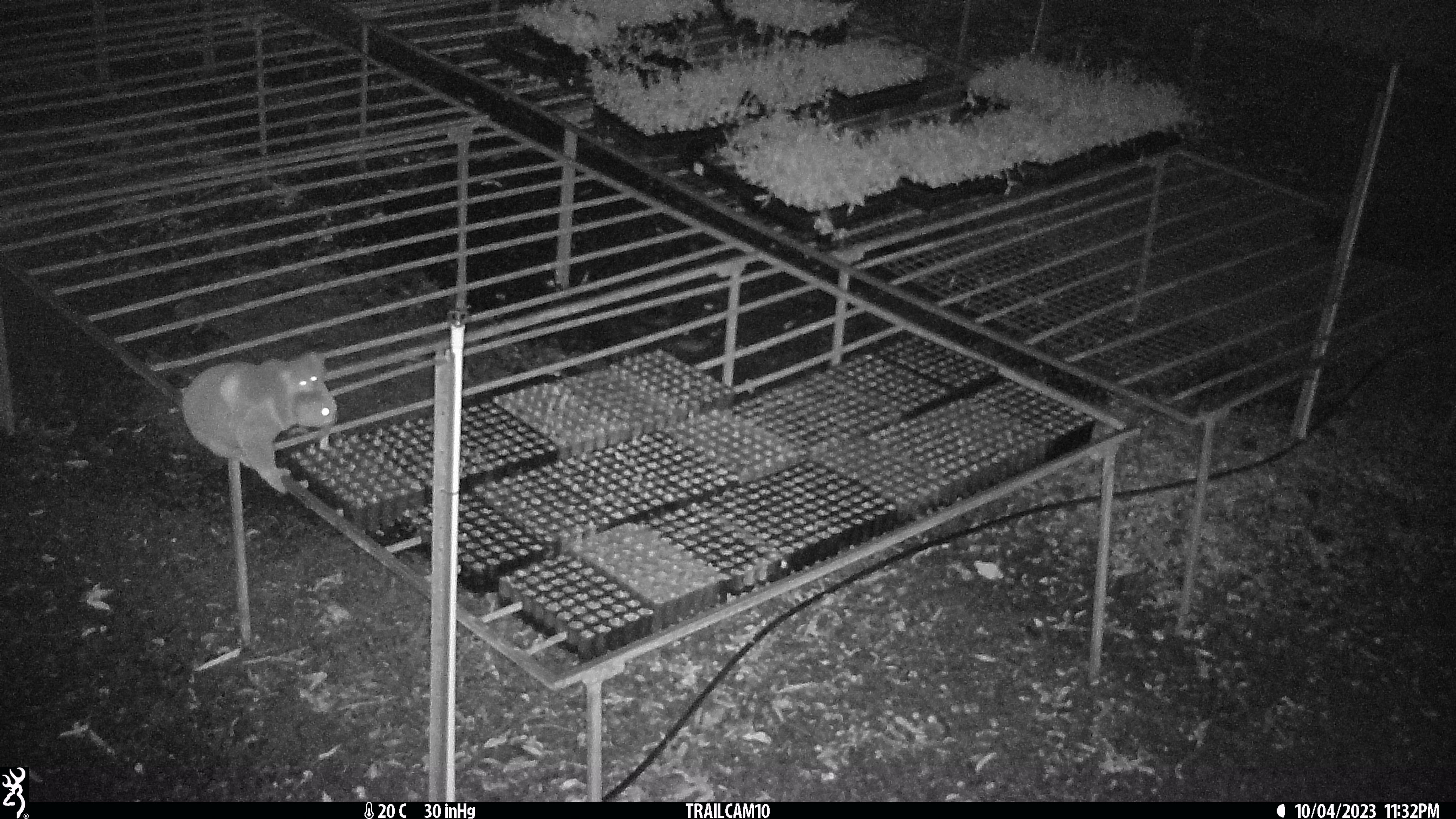 img-koala-mum-sensor-camera