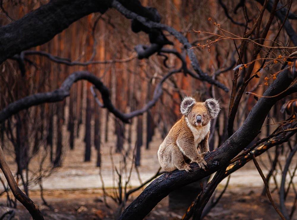 A koala on a burnt tree, Kangaroo Island