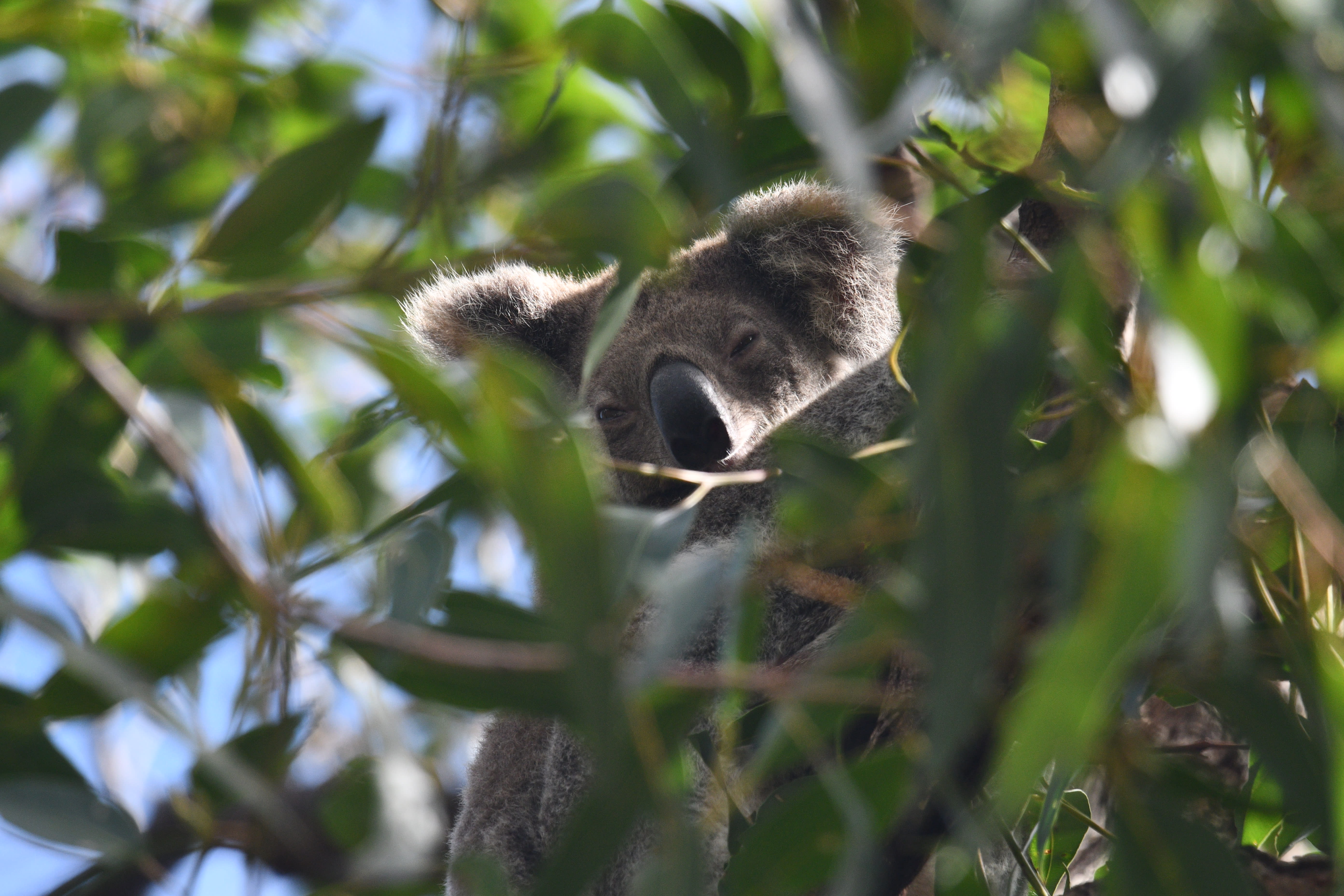 img-koala-on-minjerribah