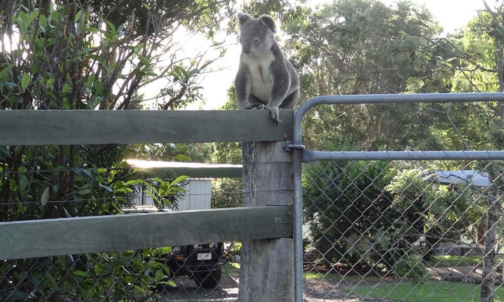 Koala on suburban fence, South East Queensland