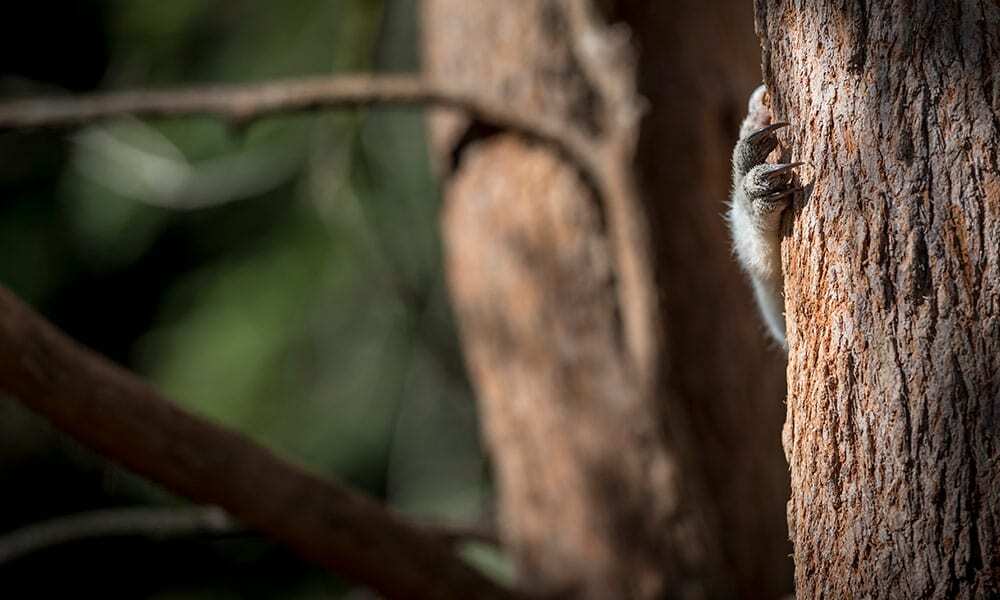 Koala (Phascolarctos cinereus) paw resting on a tree trunk. Return to the Wild Inc. Toowoomba, southeast Queensland