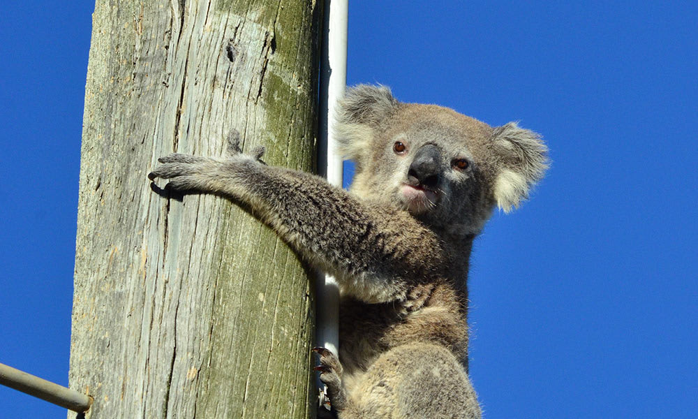 A young koala was stuck up a power pole in Darling Downs= Queensland
