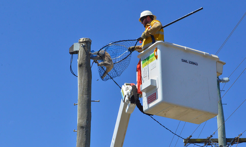 A young koala was stuck up a power pole and rescued in Darling Downs= Queensland