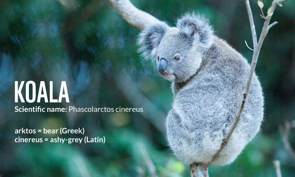 Koala (Phascolarctos cinereus) binomial name meaning