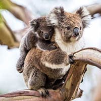 restore koala habitat
