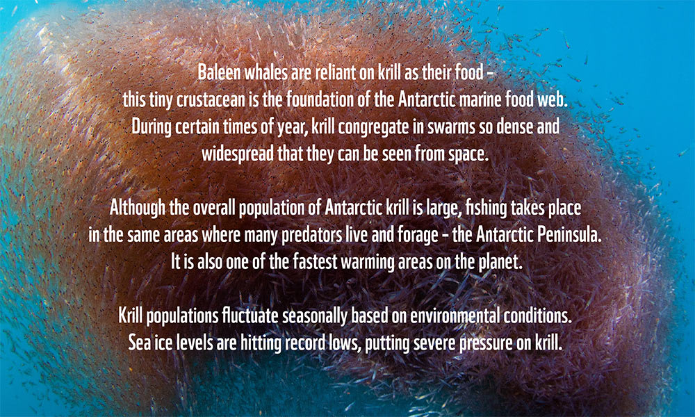 Krill underwater with fact