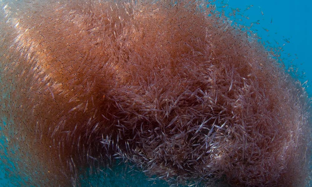 Krill (Thysanoessa spinifera) underwater